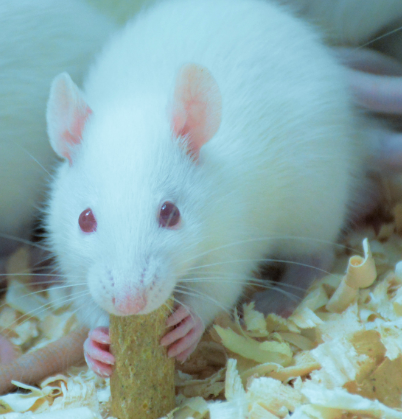 高脂飼料緻高脂血症大鼠模型