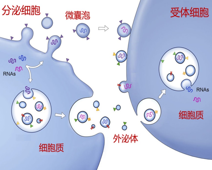 外泌體抽提試劑：科技助力生物研究的新突破