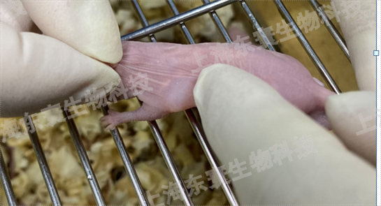 動物腫瘤模型