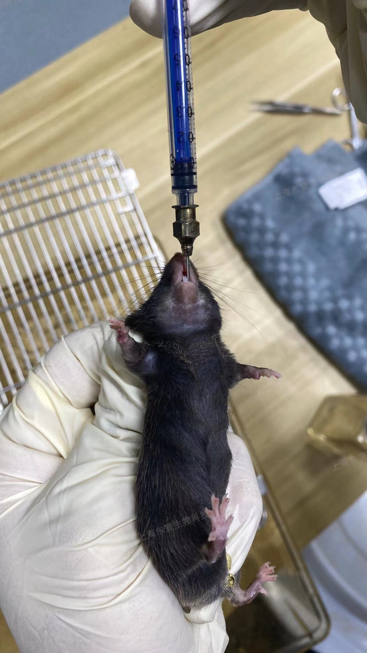 IgA腎病小鼠模型