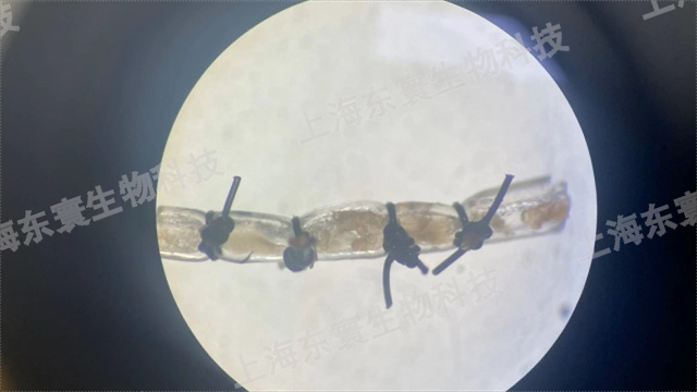 建立SD大鼠頸動脈損傷（結紮套管）模型