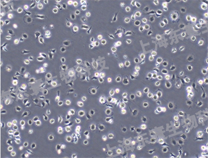 SDBMSCs （大鼠骨髓間充質幹細胞）